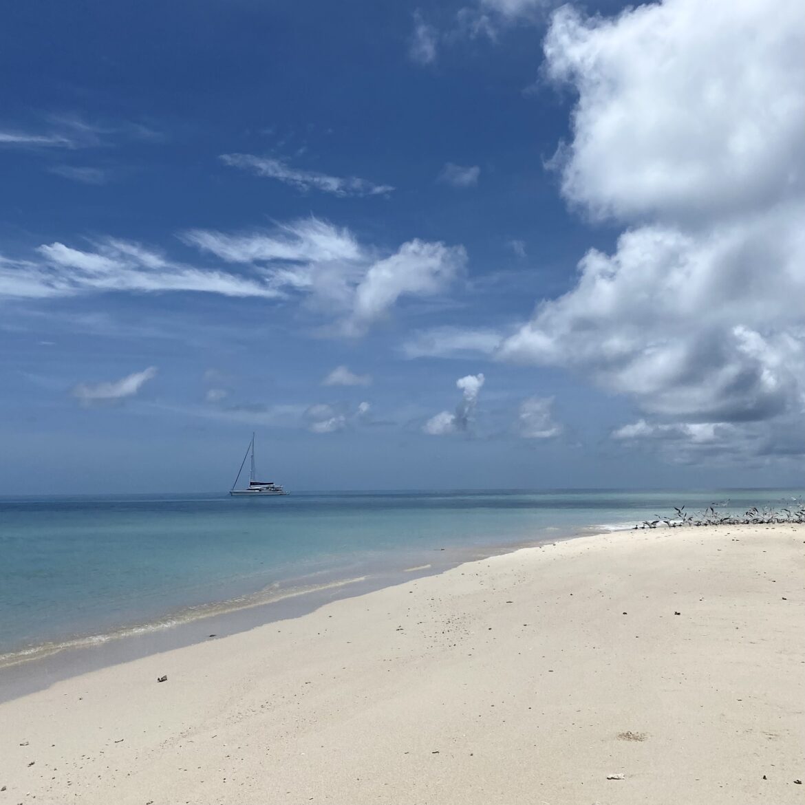 Port Douglas & Cairns – Great Barrier Reef und Regenwald
